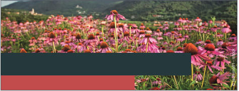 © Jasmina81 - istock